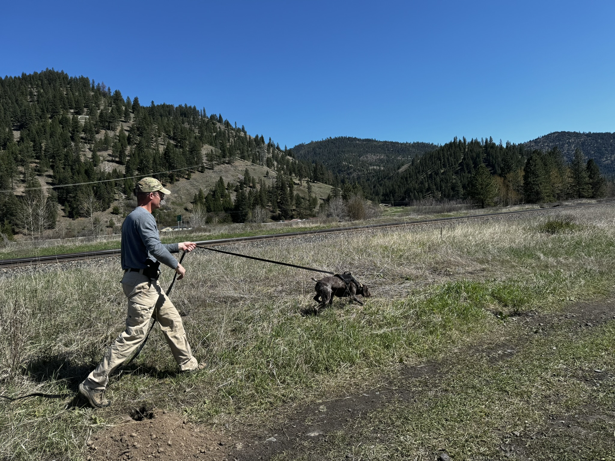 Handler working dog on long tracking line