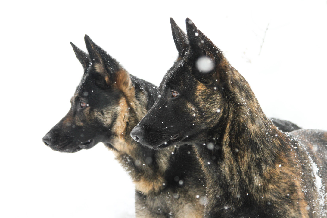 Two German Shepherds in falling snow