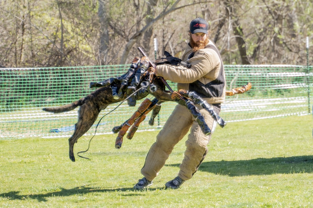 Malinois gripping decoy arm sleeve in protection work