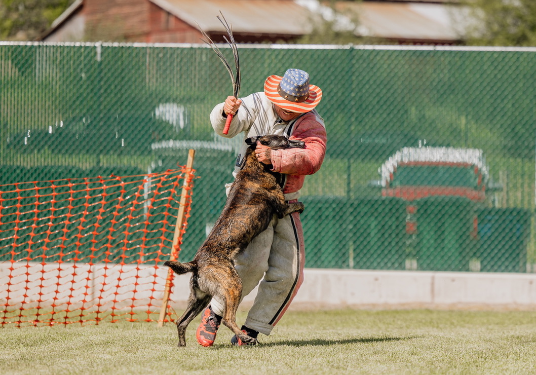 Dog gripping decoy during protection trial