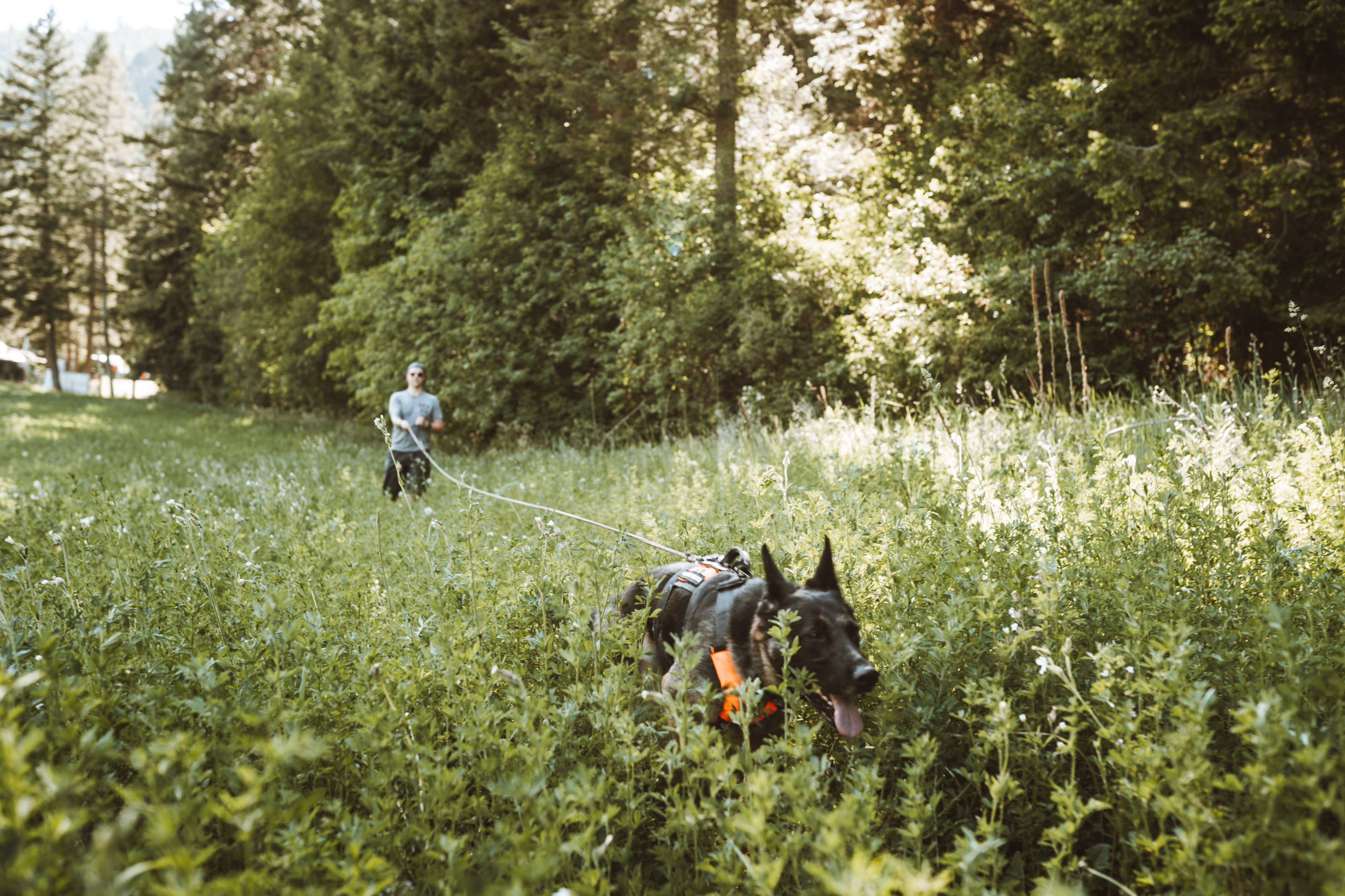 Handler and dog tracking in lush green field