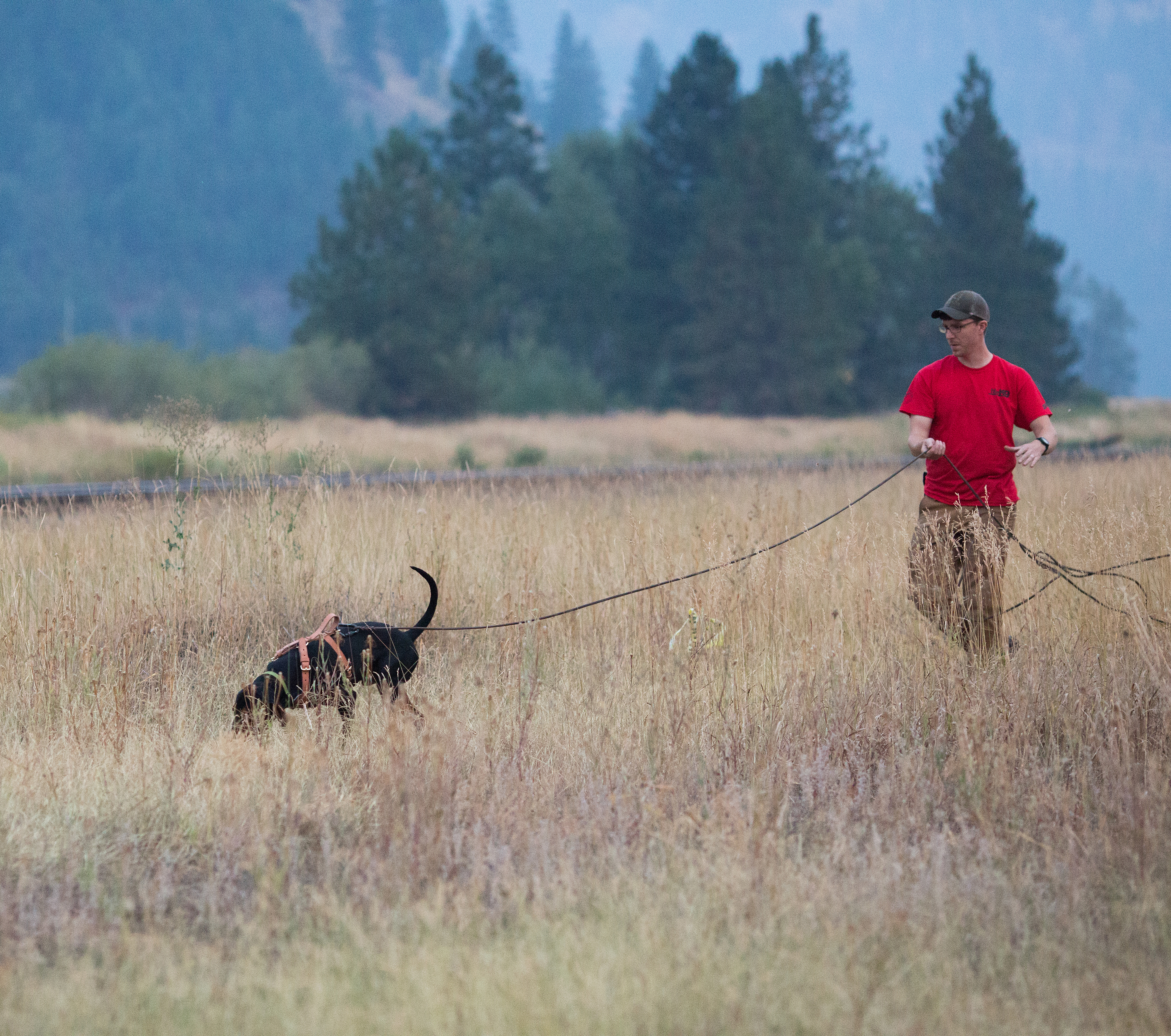 Handler working dog in golden autumn field