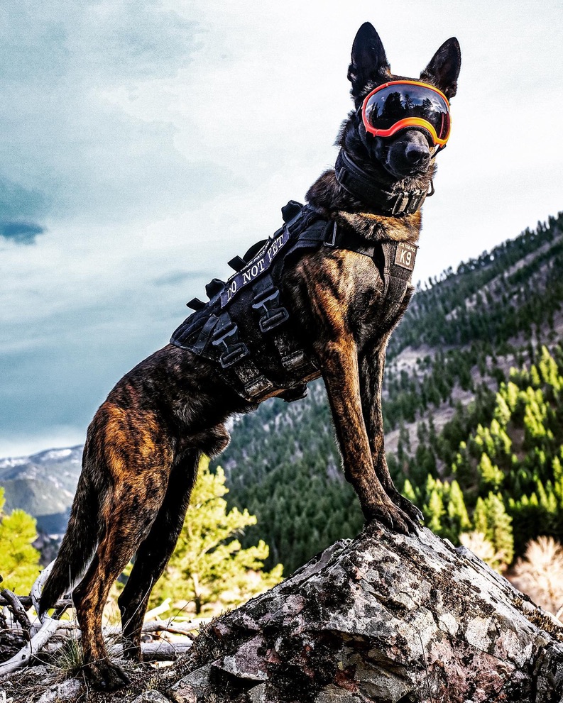 Working dog in tactical vest and goggles on mountain rock